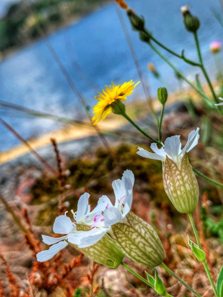 Markblomster ved vann.