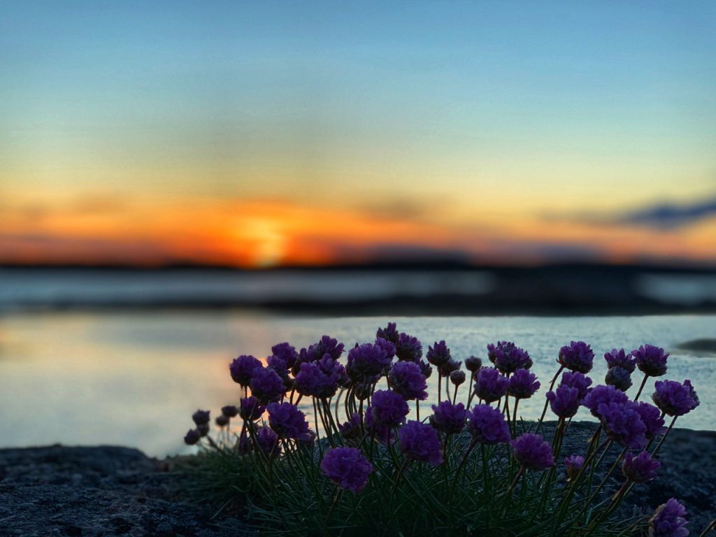 Lilla blomster ved vann i solnedgang.