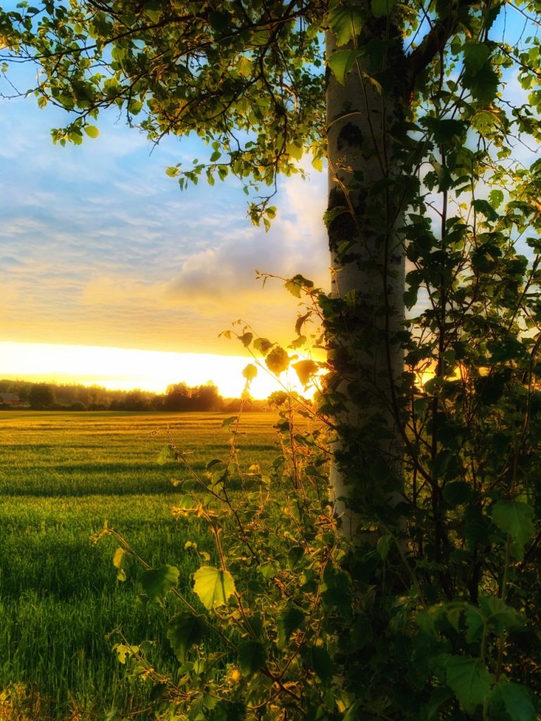 Bjørketre ved åker i solnedgang.