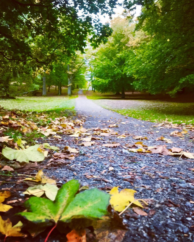 En sti gjennom en park med trær.