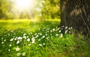 Grønn mark med hvite vårblomster, solen skinner over blomstene
