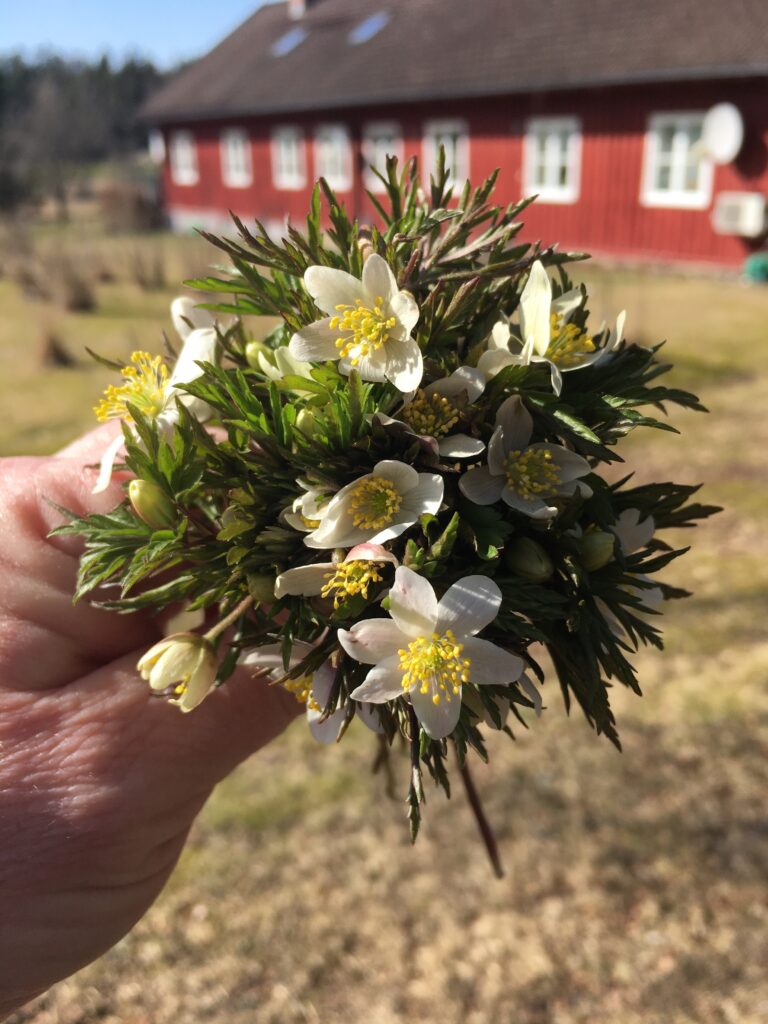 Bukett med hvitveis omkranset av grønne blader, med grønn mark i bakgrunnen