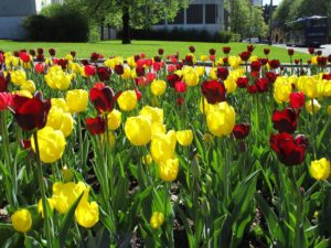 Røde og gule tulipaner i Botanisk hage i Oslo